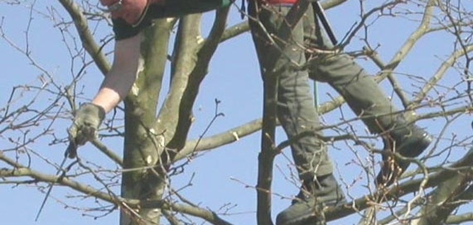 Ein Baumpfleger steht mitten im Baum und sägt Äste ab.