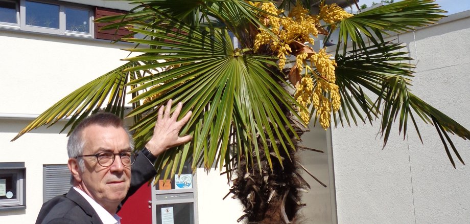 Franz Jirasek zeigt auf die Blüten der palme vor dem Parkbad.