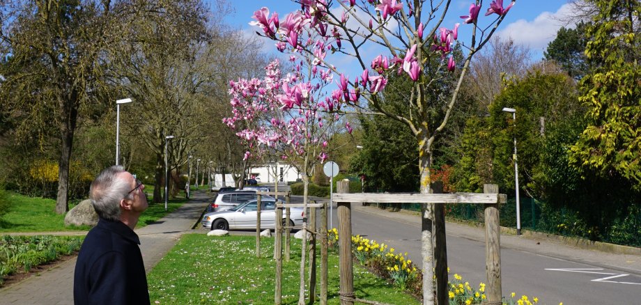 Blühende Magnolien in der Parkstraße.