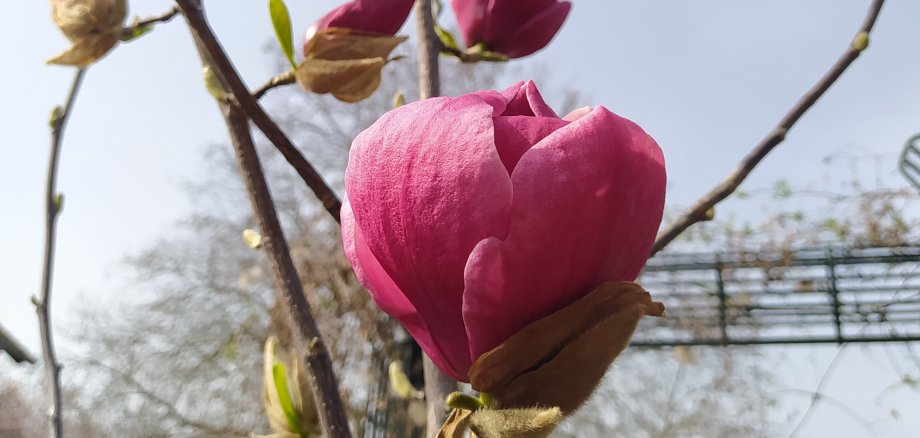 Drei Blüten an einer sonst kahlen Magnolie.