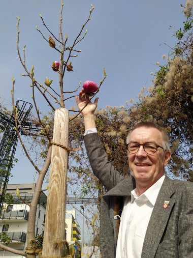 Franz Jirasek freut sich über die blühende Kriftel-Magnolie.