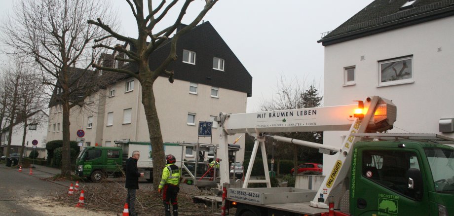 Eine Platane wurde stark zurückgeschnitten.