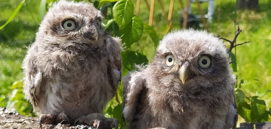 Zwei Steinkäuzchen auf einem Ast.