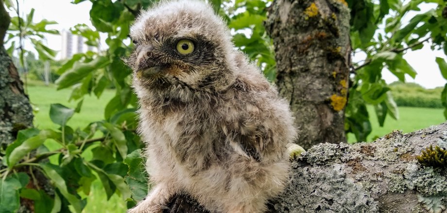 Ein dreienhalb Wochen junger Steinkauz auf einem Ast im alten Obstbaum.