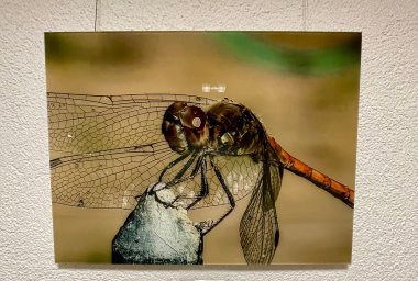 Libelle mit Wassertropfen.