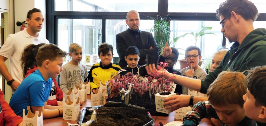 Die SChüler pflanzen Ahorne in Kartons.