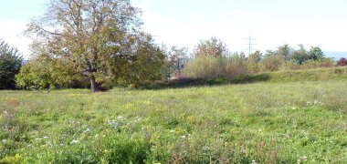 Ungemähte bunte Wiese im Ziegeleipark.