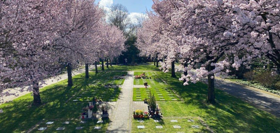 Blühende Kirschbäume auf dem Friedhof.